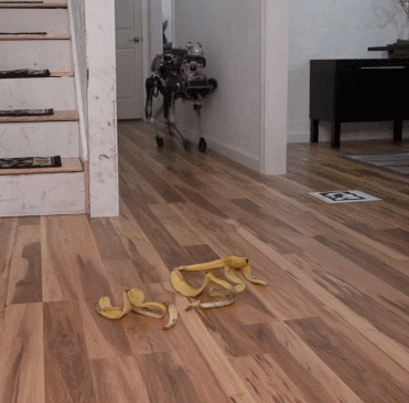 dog-slips-on-banana-peel-imgur